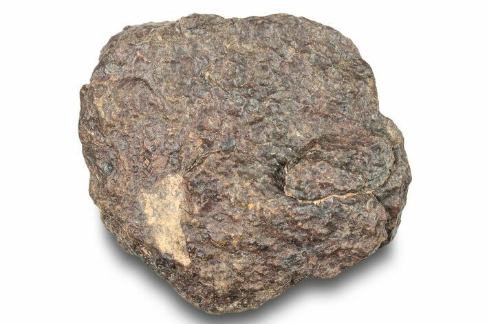 Chondrite Meteorite ( g) - Western Sahara Desert #247510